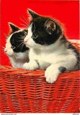 Animaux - Chats - Chatons - Chat noir et blanc - Dans un panier en osier - CPM -