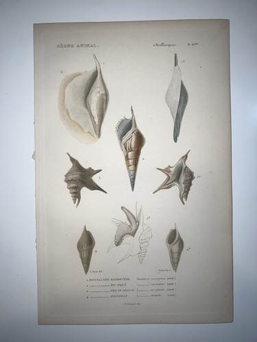 1836 regne animal hand - regne,