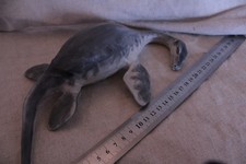 taxidermie foetus Loch Ness formol taxidermy monster nessi cabinet de curiosité 