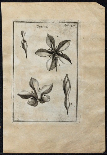 1719 fleur genipa - du,