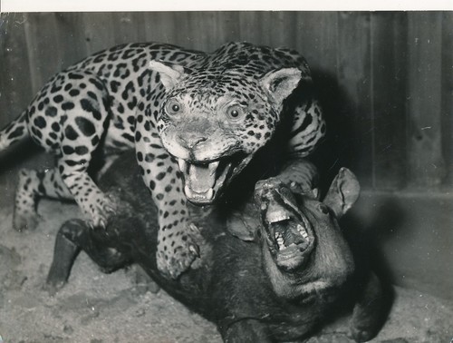Taxidermie 1950 photo - taxidermie,
