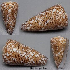 Coquillage de collection 