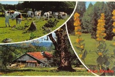 Aspects Du Haut-Doubs - Les Anciennes Fermes Droite Troupeaux de Thués