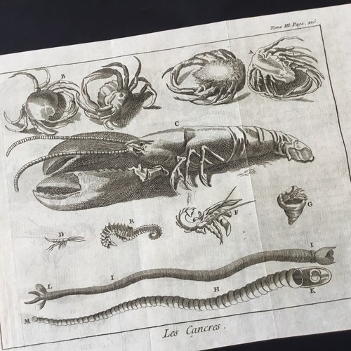 Gravure homard araignée - homard, crabe