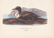 Eiderente EIDER ENTE Canard