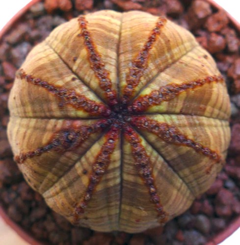 Euphorbia obesa brown striata - brown,