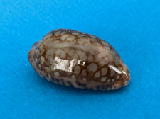 Cypraea Scurra Occidua 39,2 mm