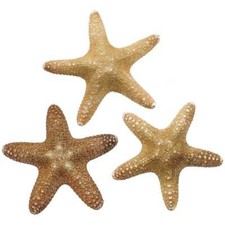 Etoiles de mer pentaster obtusatus - Taille 7 à 10 cm - Lot de 2
