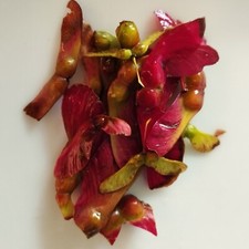 Erable du Japon - Acer