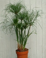 Cyperus papyrus - cyperus,