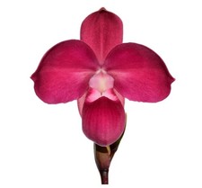 Phragmipedium Ecuagenera Flame