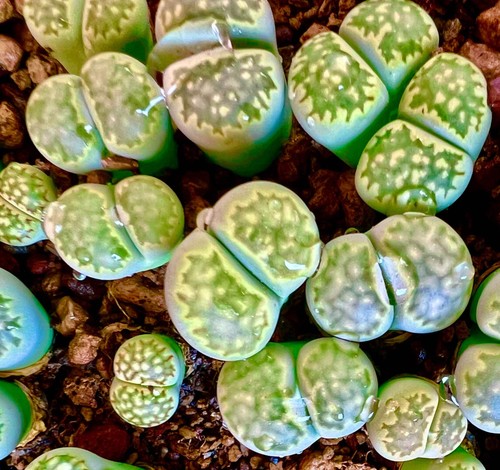Lithops salicola malachite - salicola, 'malachite'