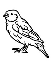 5 x autocollants de voiture autocollants canaris autocollants 9 x 9 cm