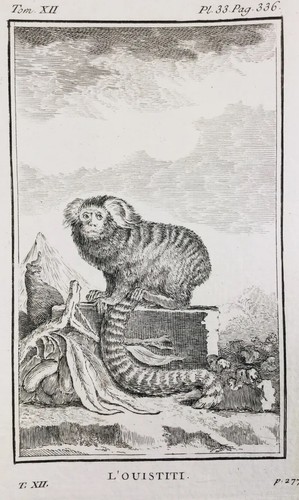 Ouistiti singe buffon 1804 - singe,