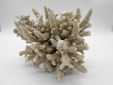 0.909 Kg  SUBLIME MORCEAU / BRANCHE DE CORAIL BLANC 20 Cm