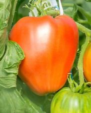 graine / seed tomate taille grosse variété COEUR DE BOEUF JERUSALEM