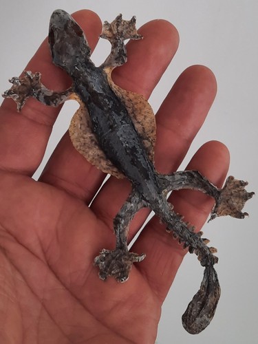 Curiosité taxidermie - taxidermie,