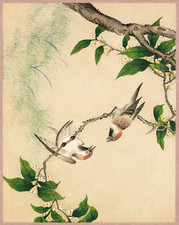 Affiche hirondelles orientales