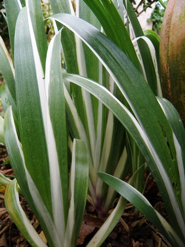 Iris japonica variegata - japonica, °