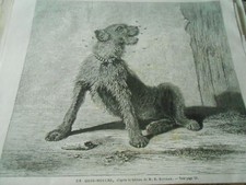 Gravure 1868 - Un Gobe Mouche ( le chien qui gobe les mouches )