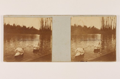 Lac cygnes photo amateur - amateur, c1900