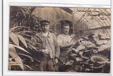 BRUYERES LE CHATEL : carte photo d'un intérieur de serre (horticulture) - t