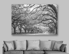 Oak Trees, Avenue of Oaks Wall