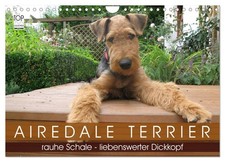 Terrier Airedale (Calendrier mural 2026 DIN A4 horizontal), CALVENDO calendrier 