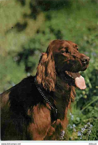 Carte postale animaux - animaux,