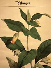Atropa Belladonna Lithographie Ancienne 1838 Plantes Coloriées à la Main Illu...