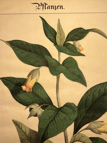 Atropa belladonna lithographie - atropa,