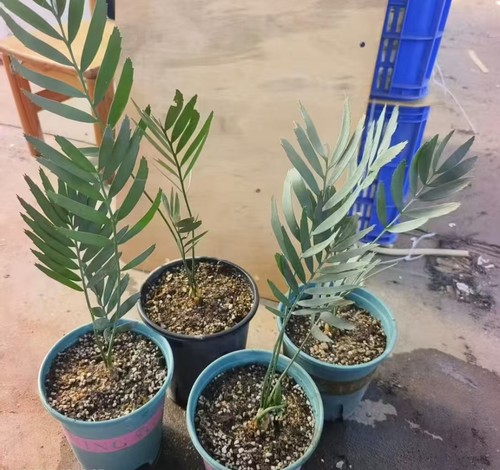 5cm rare cacti - 2-2.5cm,