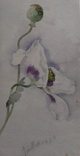 Aquarelle ancienne fleurs - , fin
