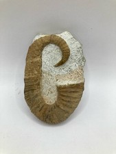 Fossile d'ammonite