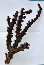 CORAL -  CORAIL  BRANCHE