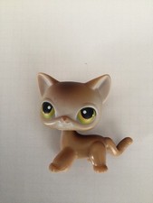 Petshop  - Chat européen  #19