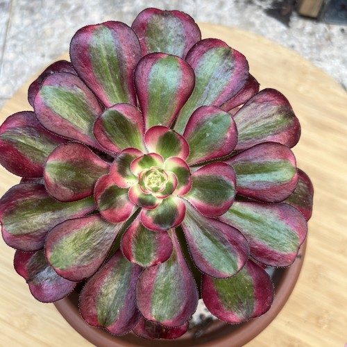 Aeonium lina bouture - .,