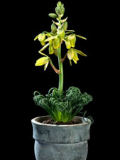Albuca spiralis frizzle - albuca, spiralis,