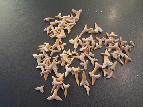 Lot 100 fossiles dents - 100,
