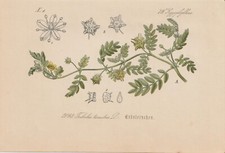Erd-Burzeldorn (Tribulus Terrestris) Chromo-Lithographie '1885 Antique Botanique