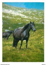 Animaux - Chevaux - Cheval de