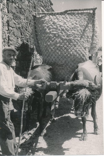 Espagne 1950 attelage - espagne,