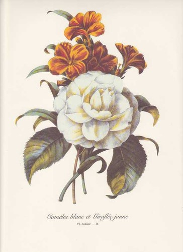 Pierre joseph redoute camelia - joseph,