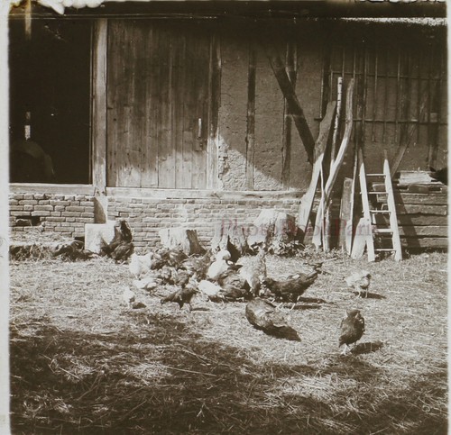 Poulailler poules maison - poules,