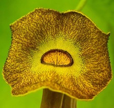Aristolochia durior -