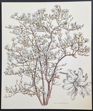 Botanique Magnolia
