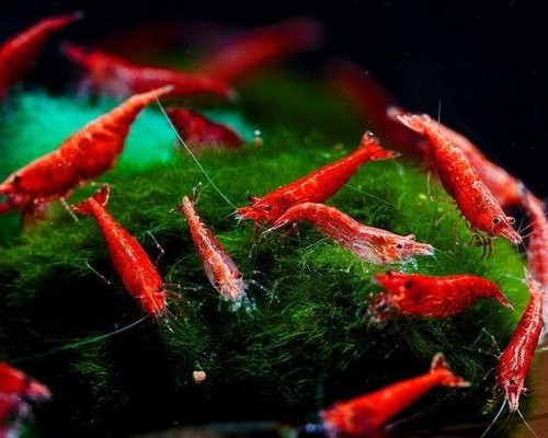 Lot crevettes - lot, 10