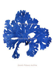 Single Wall Art Print Blue