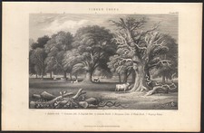 1866 Gravure originale Chêne frêne arbres à bois sylviculture Botanique