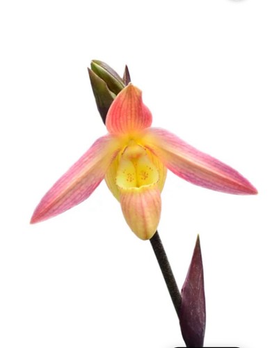Phragmipedium petit anquette - phragmipedium, (petit